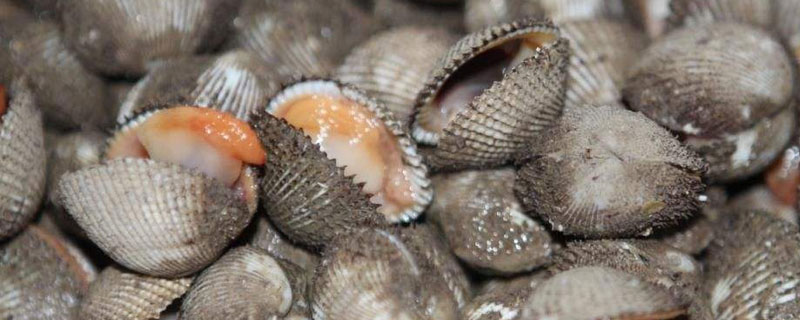 毛蚶什么季節(jié)有 毛蚶煮多長時(shí)間可以吃