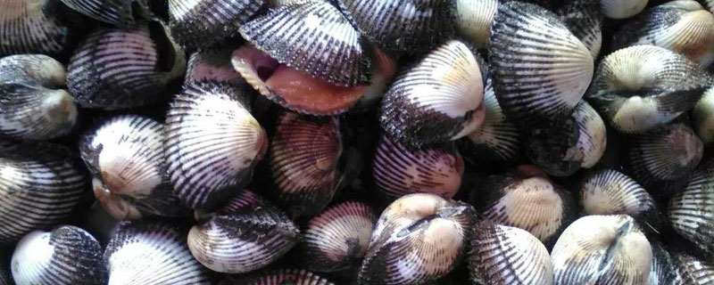 毛蚶哪里不能吃 女人為什么不能吃毛蚶