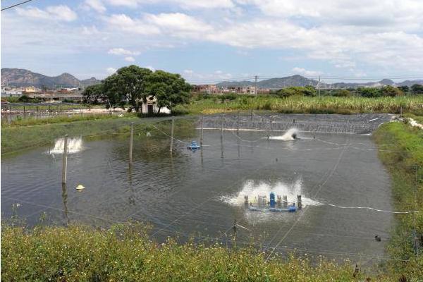 南美白對蝦養殖成本