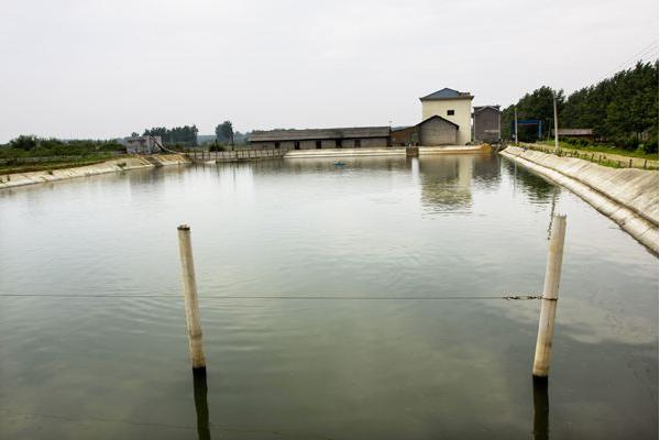 南美白對蝦養殖成本