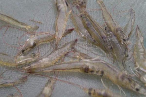 南美白對蝦養殖成本