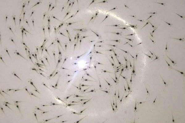 南美白對蝦養殖成本