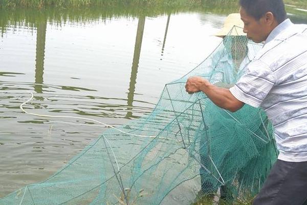 南美白對蝦養殖成本
