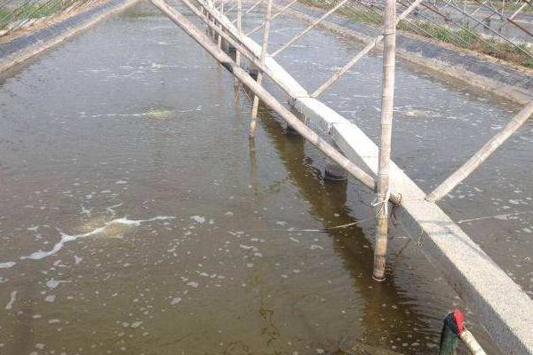 南美白對蝦養殖成本