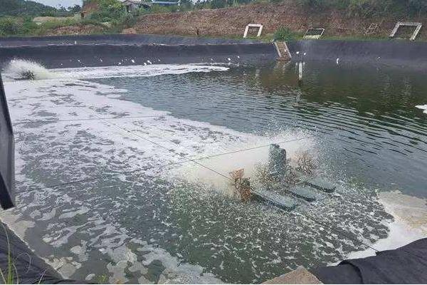 南美白對蝦養殖成本