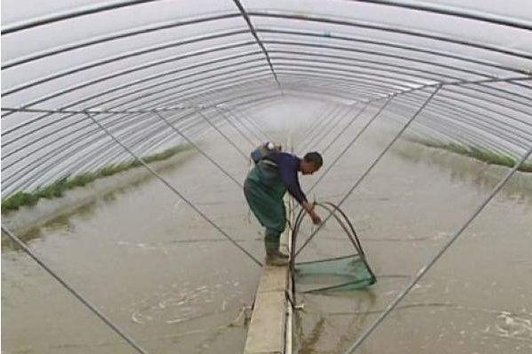 南美白對蝦養殖成本