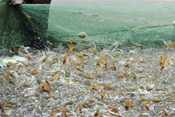 南美白對蝦養殖成本