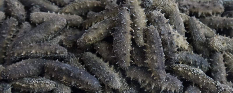 干刺參市場價格多少錢一斤 干刺參怎么泡發