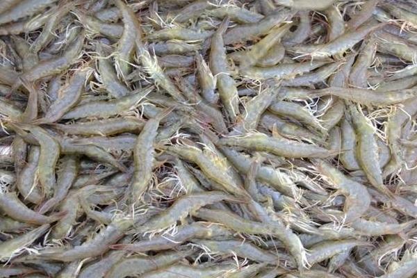 對蝦價格多少錢一斤