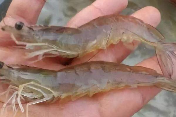 對蝦價格多少錢一斤