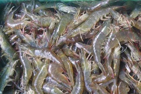 對蝦價格多少錢一斤