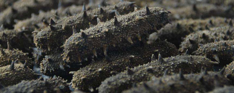 刺參市場價格多少錢一斤 刺參主要產地在哪里