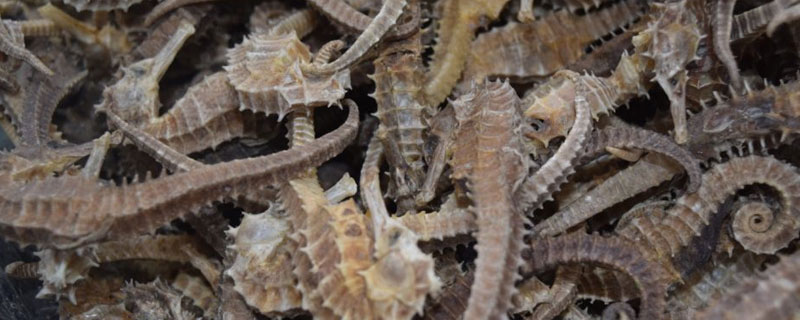 海馬養(yǎng)殖市場(chǎng)前景怎么樣 養(yǎng)殖海馬需要投入多少錢