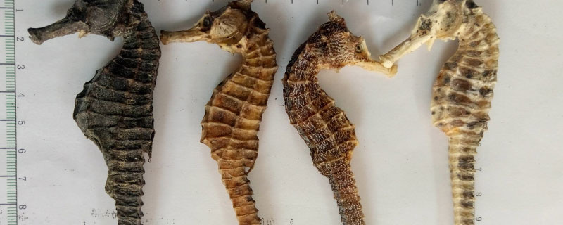 海馬野生和養(yǎng)殖的區(qū)別是什么 海馬干怎么分辨野生跟養(yǎng)殖的