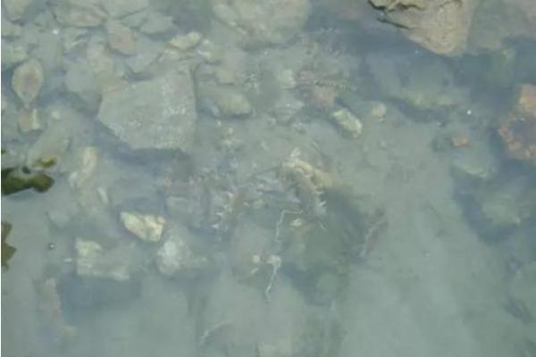 海參好養(yǎng)嗎