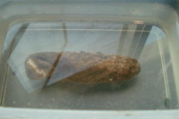 海參好養(yǎng)嗎