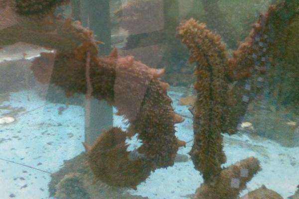 海參好養(yǎng)嗎