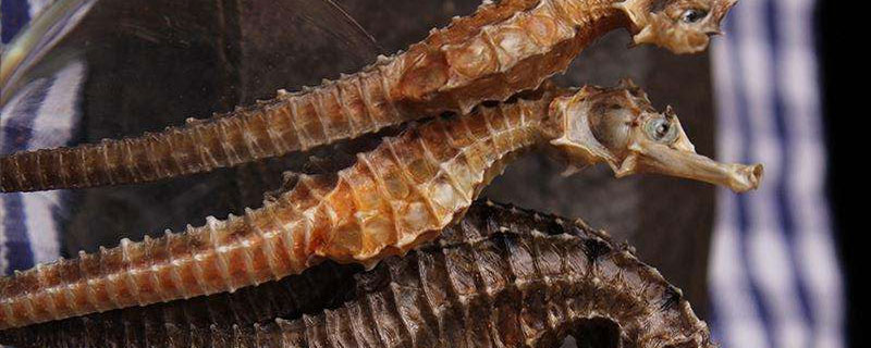 干海馬市場(chǎng)價(jià)格多少錢一斤 干海馬怎么吃法