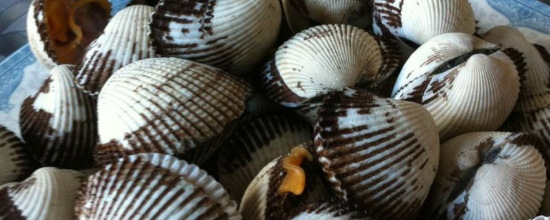 毛蚶和血蚶的區別是什么 毛蚶和血蚶是禁止售賣的嗎