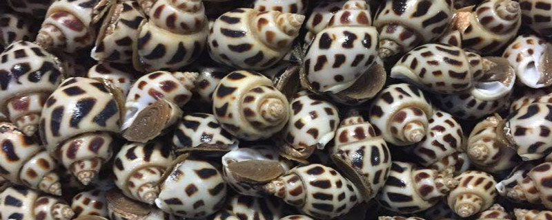 方斑東風螺怎么洗干凈 方斑東風螺是貝類嗎