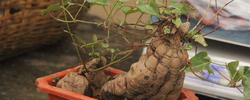 何首烏盆景怎么養護 何首烏盆栽種植方法
