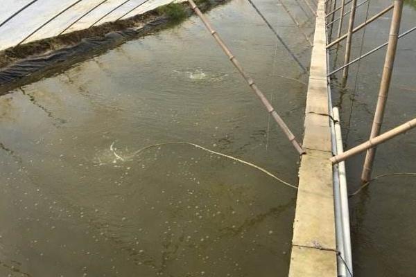 對蝦的養殖方法