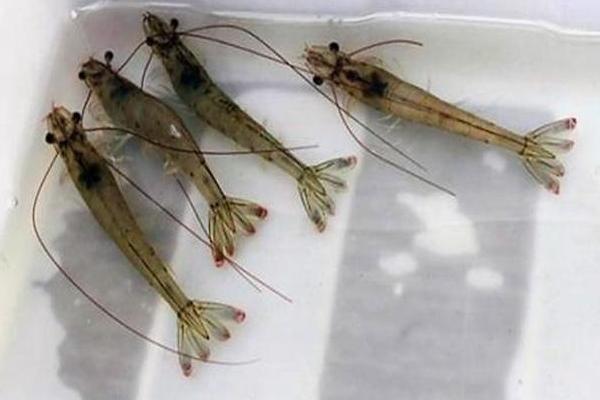 對蝦的養殖方法