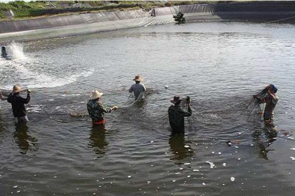 對蝦的養殖方法