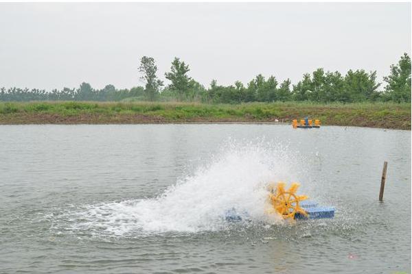 對蝦的養殖方法