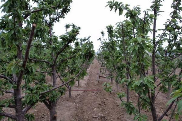 櫻桃南方可以種嗎