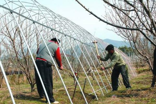 櫻桃南方可以種嗎