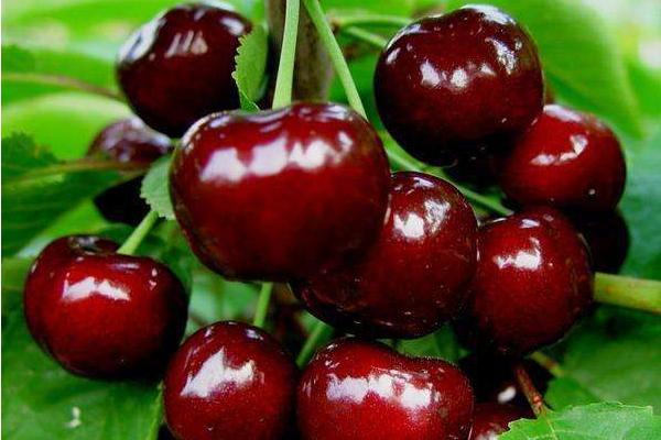 櫻桃南方可以種嗎