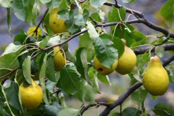 梨樹的特點