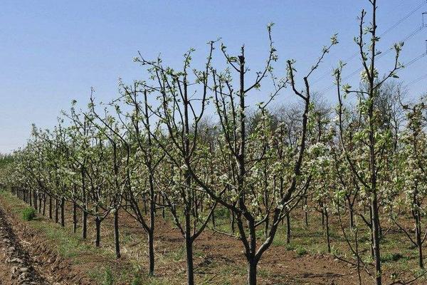 梨樹的特點