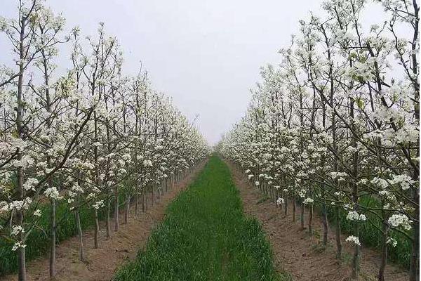 梨樹的特點