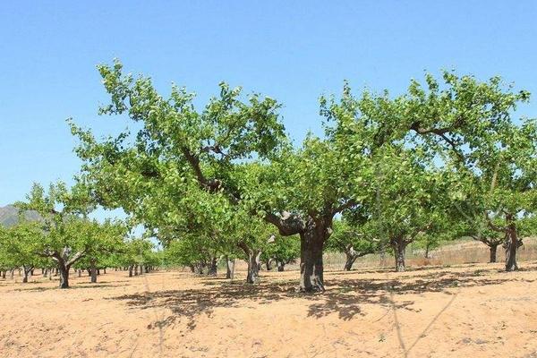 梨樹(shù)種植密度