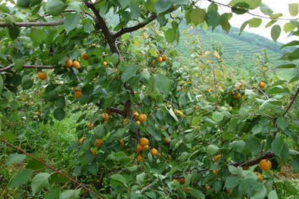 梨樹(shù)種植密度