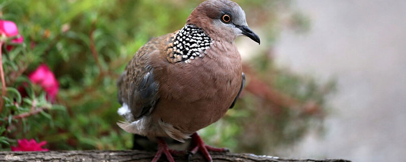斑鳩養殖利潤大嗎 斑鳩養殖市場前景分析