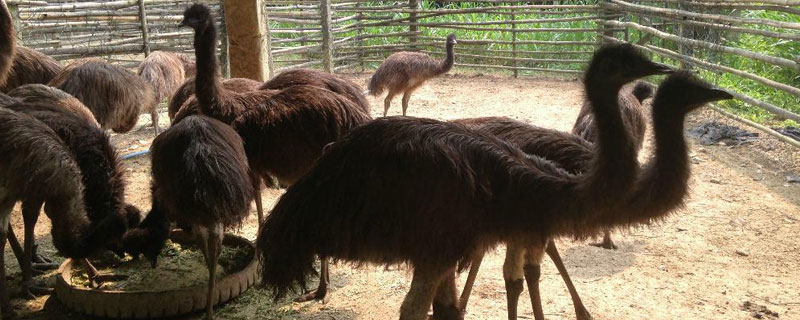 鴯鹋肉市場價(jià)格多少錢一斤 鴯鹋肉好吃嗎