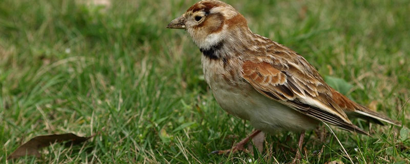 百靈鳥市場價格多少錢一只 百靈鳥可以養嗎