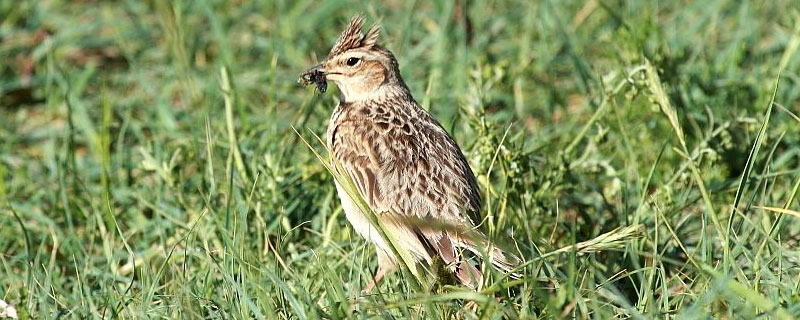 百靈鳥吃什么 百靈鳥怎么訓練