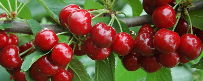 櫻桃種類有哪些