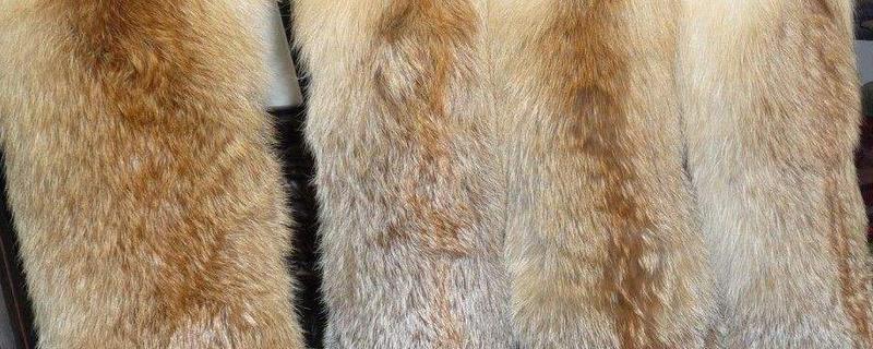 狐貍皮最新價格多少錢一張？
