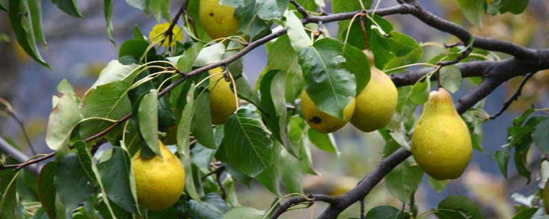梨樹種植季節