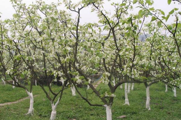 家里種梨樹好不好
