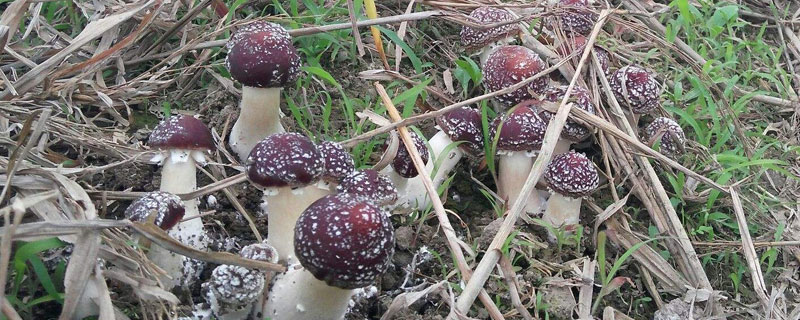 種植大球蓋菇是騙局嗎 大球蓋菇有人回收嗎