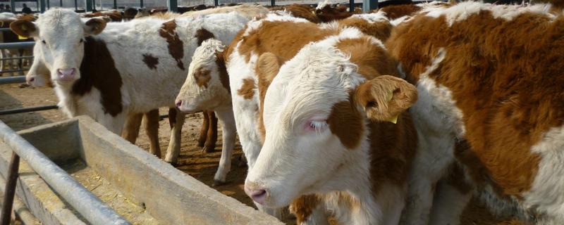 西門塔爾牛的特點