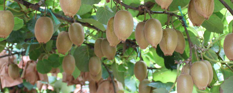 獼猴桃種植條件