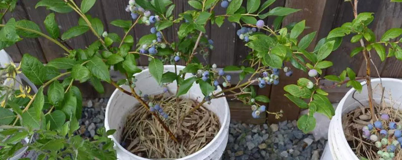 陽臺怎樣種藍莓