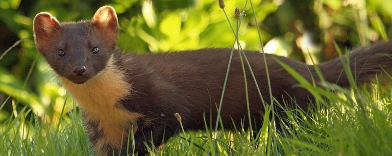 水貂價格多少錢一只?